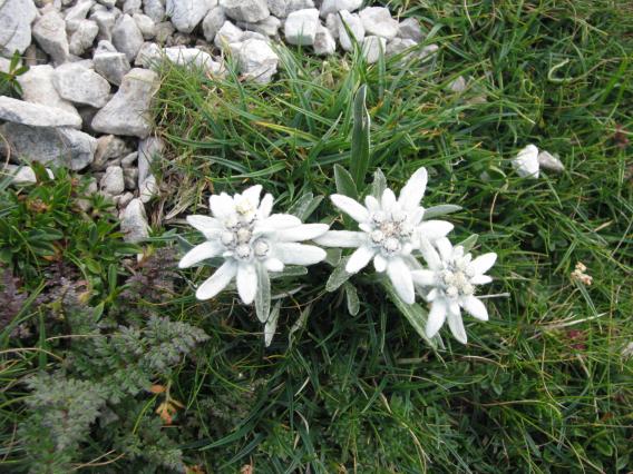 rastejo v strmi gori planike tri ...