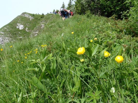 na grebenu so nas pozdravljale pogačice