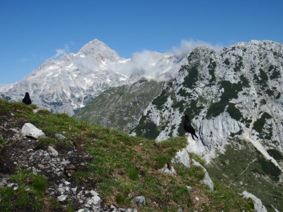 kavki sta uživali v prejetih dobrotah in spogledovanju s Triglavom