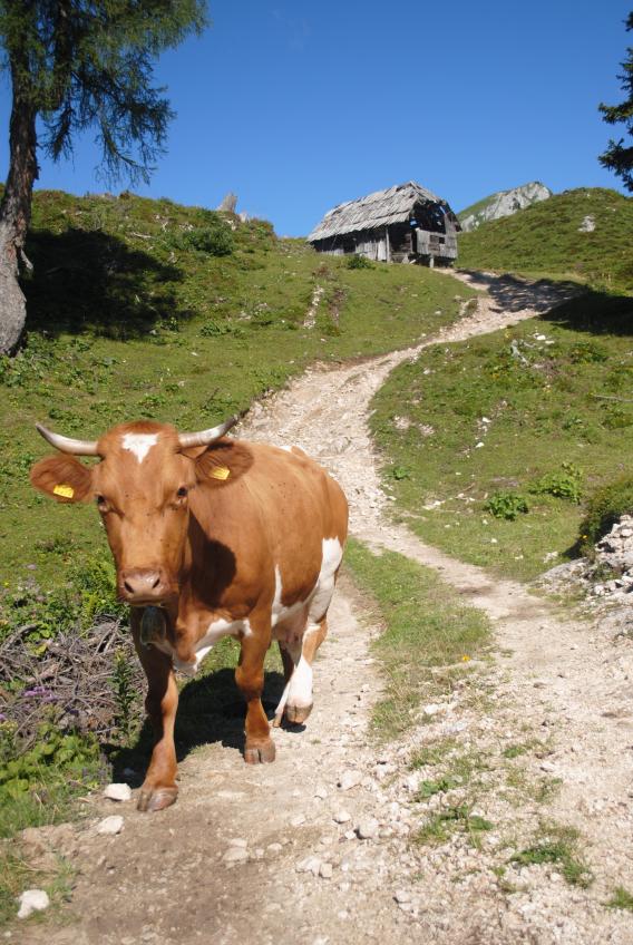 planina Krstenica je ena najlepših, v ozadju Ogradi
