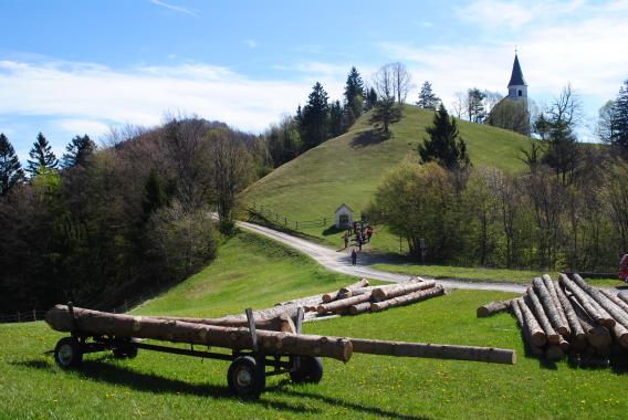 Sv. Lovrenc je zaščiteno rastišče clusijevega svišča