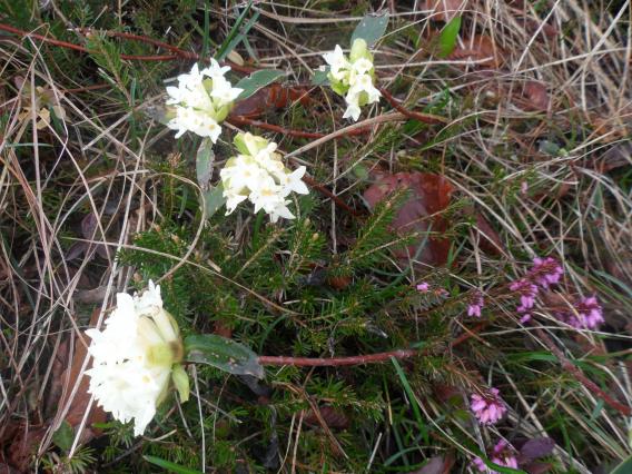 rastišče Blagajevega volčina