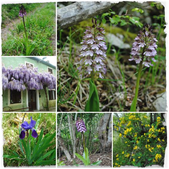 cvetje ob naši poti