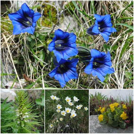 prekrasno cvetje ob poti