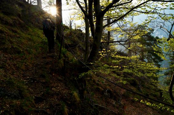 jutranje sonce, mladi listi bukve in začetek poti na Kraljevo Špico