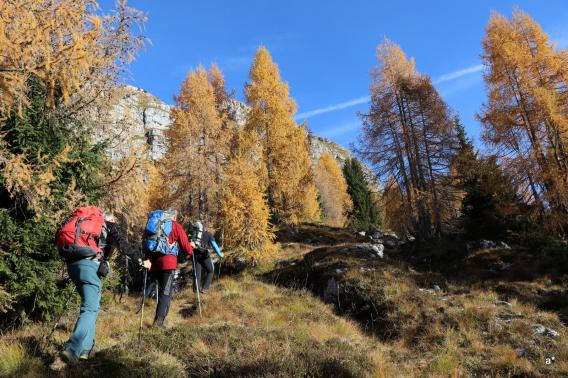 vstop mimo žarečih macesnov v Travnikovo dolino